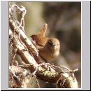 Troglodytes troglodytes - Zaunkoenig 09.jpg